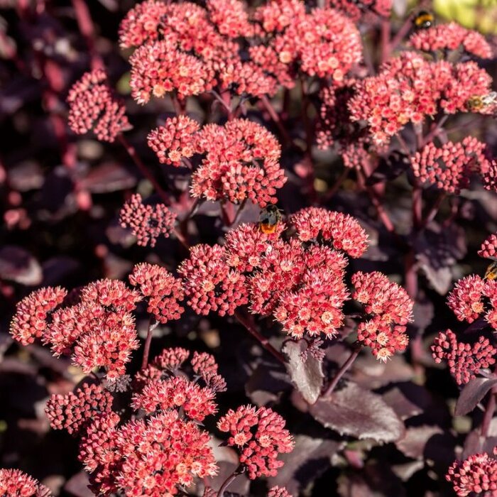Vetkruid - Sedum hybride 'Karfunkelstein'