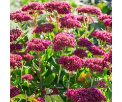 Vetkruid - Sedum 'Mr. Goodbud'