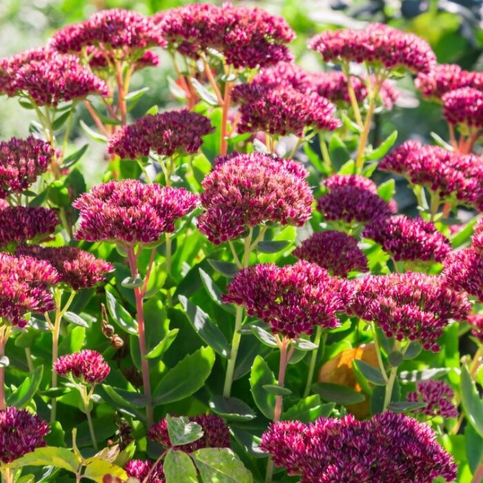Vetkruid - Sedum 'Mr. Goodbud'