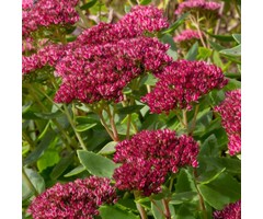 Vetkruid - Sedum Class Act