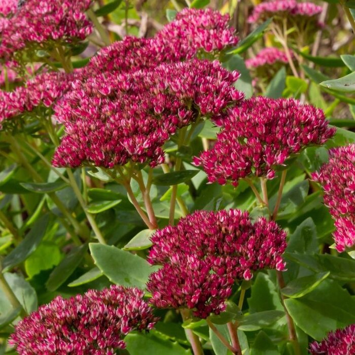 Vetkruid - Sedum Class Act