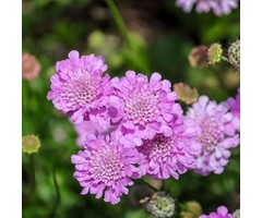 Muurpeper - Scabiosa columbaria ‘Pink Mist'