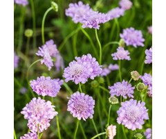 Duifkruid - Scabiosa columbaria ‘Butterfly Blue’
