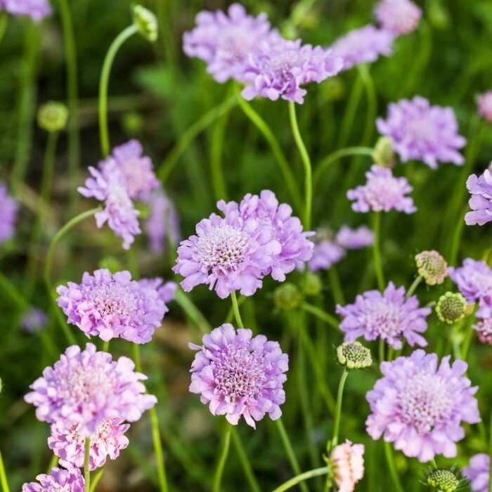 Duifkruid - Scabiosa columbaria ‘Butterfly Blue’