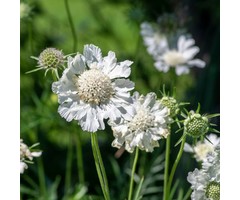 Duifkruid - Scabiosa caucasica 'Perfecta Alba'