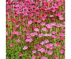 Mossteenbreek - Saxifraga arendsii 'Purpurteppich'