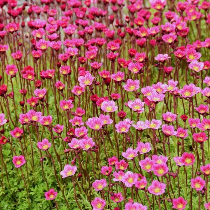 Mossteenbreek - Saxifraga arendsii 'Purpurteppich'