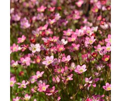Mossteenbreek - Saxifraga arendsii 'Blütenteppich'