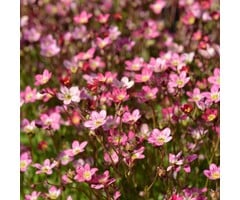 Mossteenbreek - Saxifraga arendsii 'Blutenteppich'