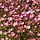 Mossteenbreek - Saxifraga arendsii 'Blütenteppich'