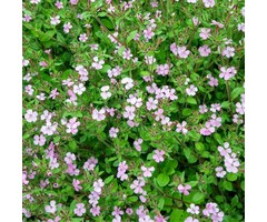 Zeepkruid - Saponaria ocymoides