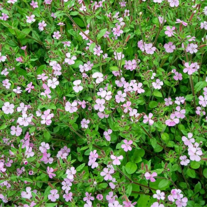 Zeepkruid - Saponaria ocymoides