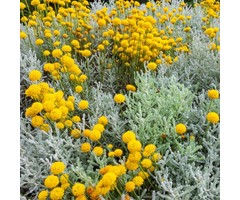 Heiligenbloem - Santolina chamaecyparissus