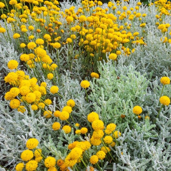 Heiligenbloem - Santolina chamaecyparissus