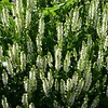 Salie - Salvia nemorosa 'Schneehügel'