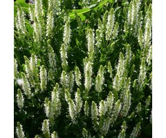 Salie - Salvia nemorosa 'Schneehügel'