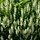 Salie - Salvia nemorosa 'Schneehügel'