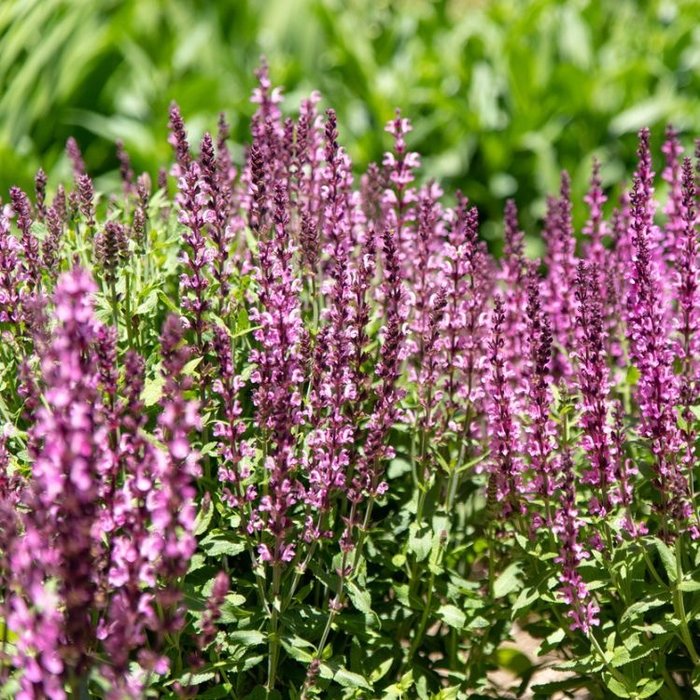 Salie - Salvia nemorosa 'Rose Queen'