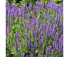 Salie - Salvia nemorosa 'Ostfriesland'