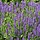 Salie - Salvia nemorosa 'Ostfriesland'