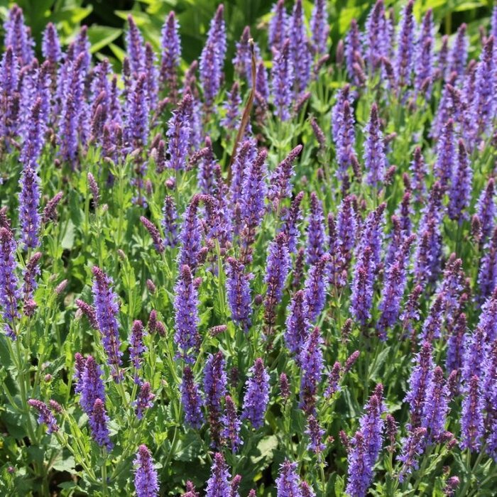 Salie - Salvia nemorosa 'Ostfriesland'