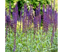 Salie - Salvia nemorosa 'Caradonna'