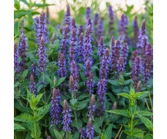 Salie - Salvia nemorosa 'Blaukonigin'