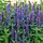Salie -  Salvia nemorosa 'Blaukonigin'