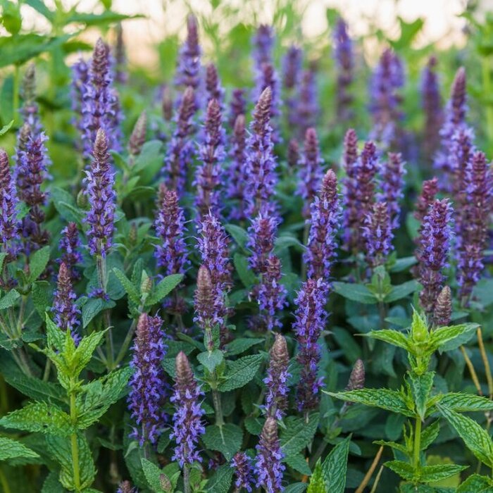 Salie -  Salvia nemorosa 'Blaukonigin'