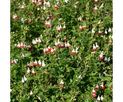 Salie - Salvia microphylla 'Ametyst Lips'
