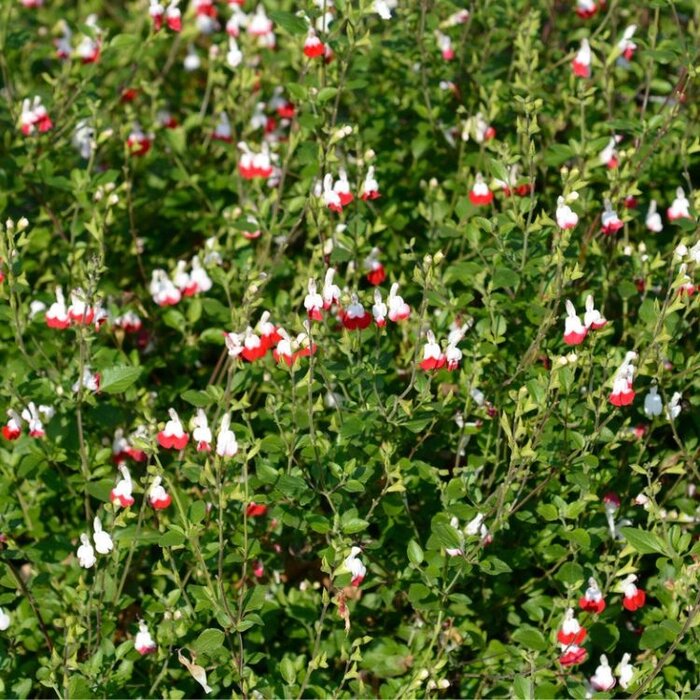 Salie - Salvia microphylla 'Ametyst Lips'