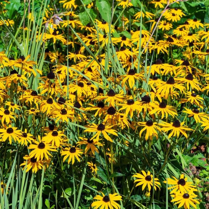 Zonnehoed - Rudbeckia fulgida 'Goldsturm'