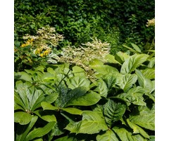 Schout-bij-nacht - Rodgersia pinnata