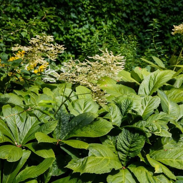 Schout-bij-nacht - Rodgersia pinnata