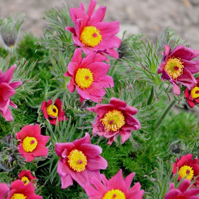 Wildemanskruid - Pulsatilla vulgaris 'Rubra'