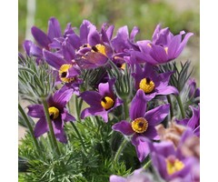 Wildemanskruid - Pulsatilla vulgaris