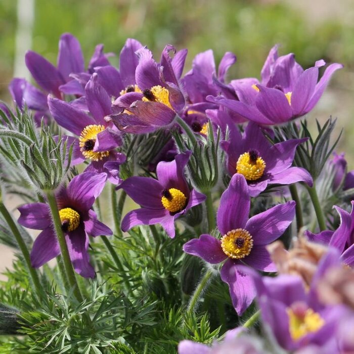 Wildemanskruid - Pulsatilla vulgaris