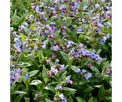 Longkruid - Pulmonaria saccharata 'Dora Bieleveld'