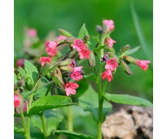 Longkruid - Pulmonaria rubra 'Redstart'