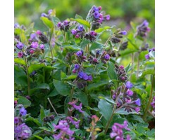 Longkruid - Pulmonaria angustifolia 'Azurea'
