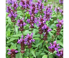 Bijenkorfje - Prunella grandiflora