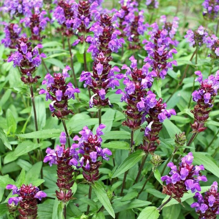 Bijenkorfje - Prunella grandiflora