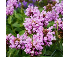 Bijenkorfje - Prunella 'Bella Rose'