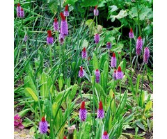 Orchideeprimula - Primula vialii