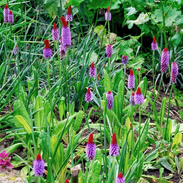 Orchideeprimula - Primula vialii