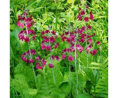 Etage primula - Primula japonica 'Miller's Crimson'