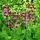 Etage primula - Primula japonica 'Miller's Crimson'