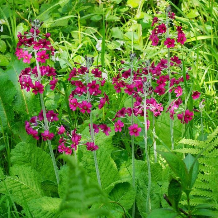 Etage primula - Primula japonica 'Miller's Crimson'