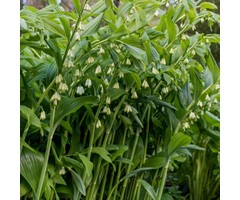 Salomonszegel - Polygonatum multiflorum