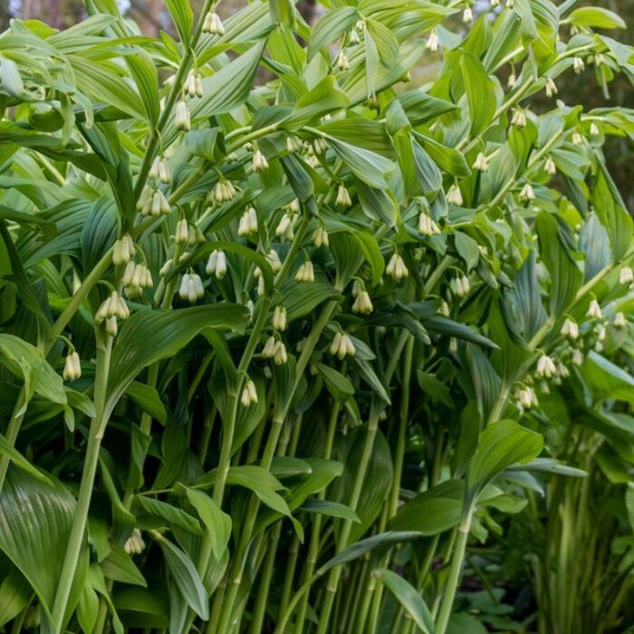 Salomonszegel - Polygonatum multiflorum